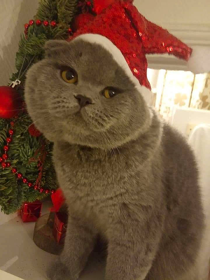 Oscar participe au concours pour gagner de l'argent avec cette photo : carnivore, cat, christmas, conifer, costume_hat, domestic_short_haired_cat, event, eye, felidae, fur, grey, hat, holiday, plant, small_to_medium_sized_cats, snout, tail, tree, whiskers, wool