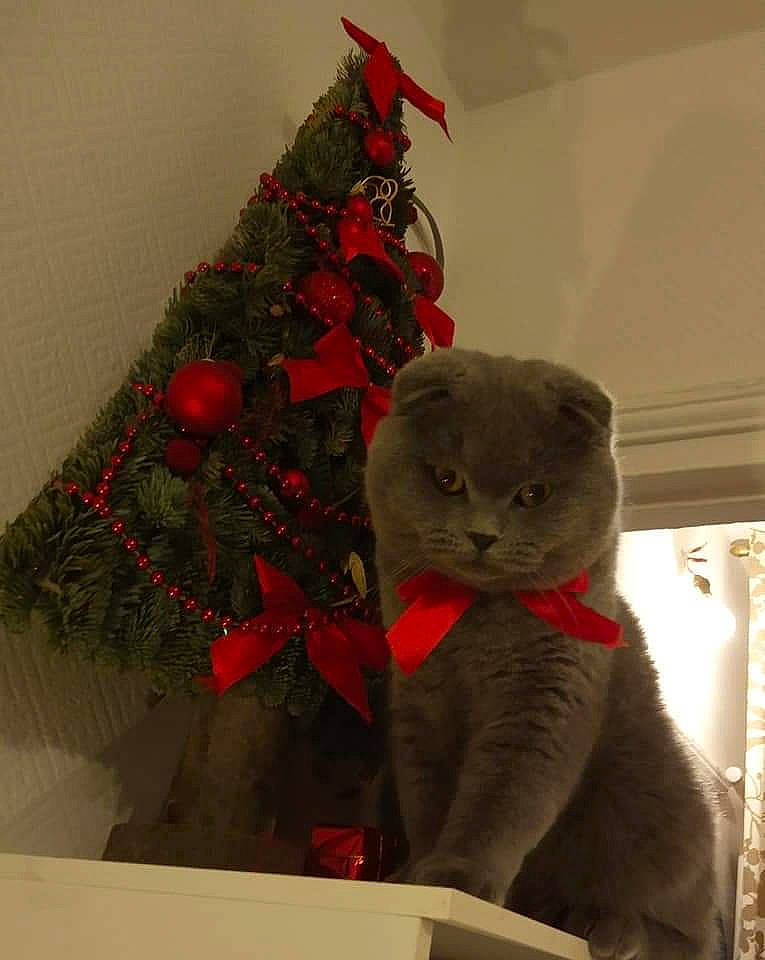Oscar a rejoint le concours — aidez-le/la à gagner de superbes lots ! carnivore, cat, christmas_decoration, christmas_ornament, christmas_tree, domestic_short_haired_cat, event, evergreen, felidae, fur, holiday_ornament, ornament, plant, russian_blue, small_to_medium_sized_cats, tail, tree, twig, whiskers, window