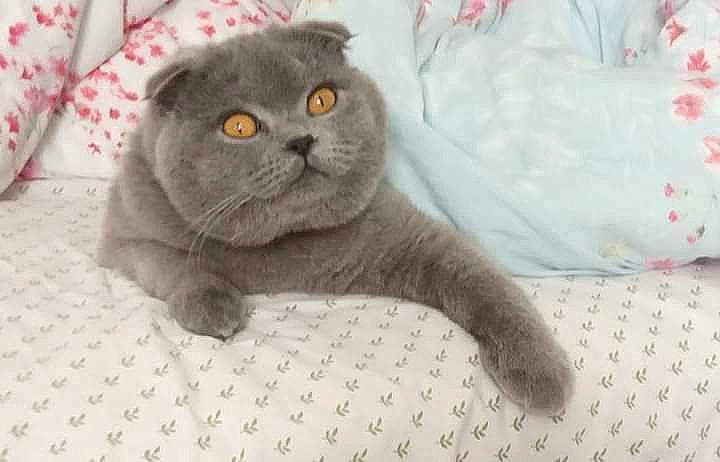 Oscar participe au concours pour gagner de l'argent avec cette photo : carnivore, cat, comfort, domestic_short_haired_cat, felidae, fur, grey, pattern, scottish_fold, small_to_medium_sized_cats, snout, terrestrial_animal, whiskers
