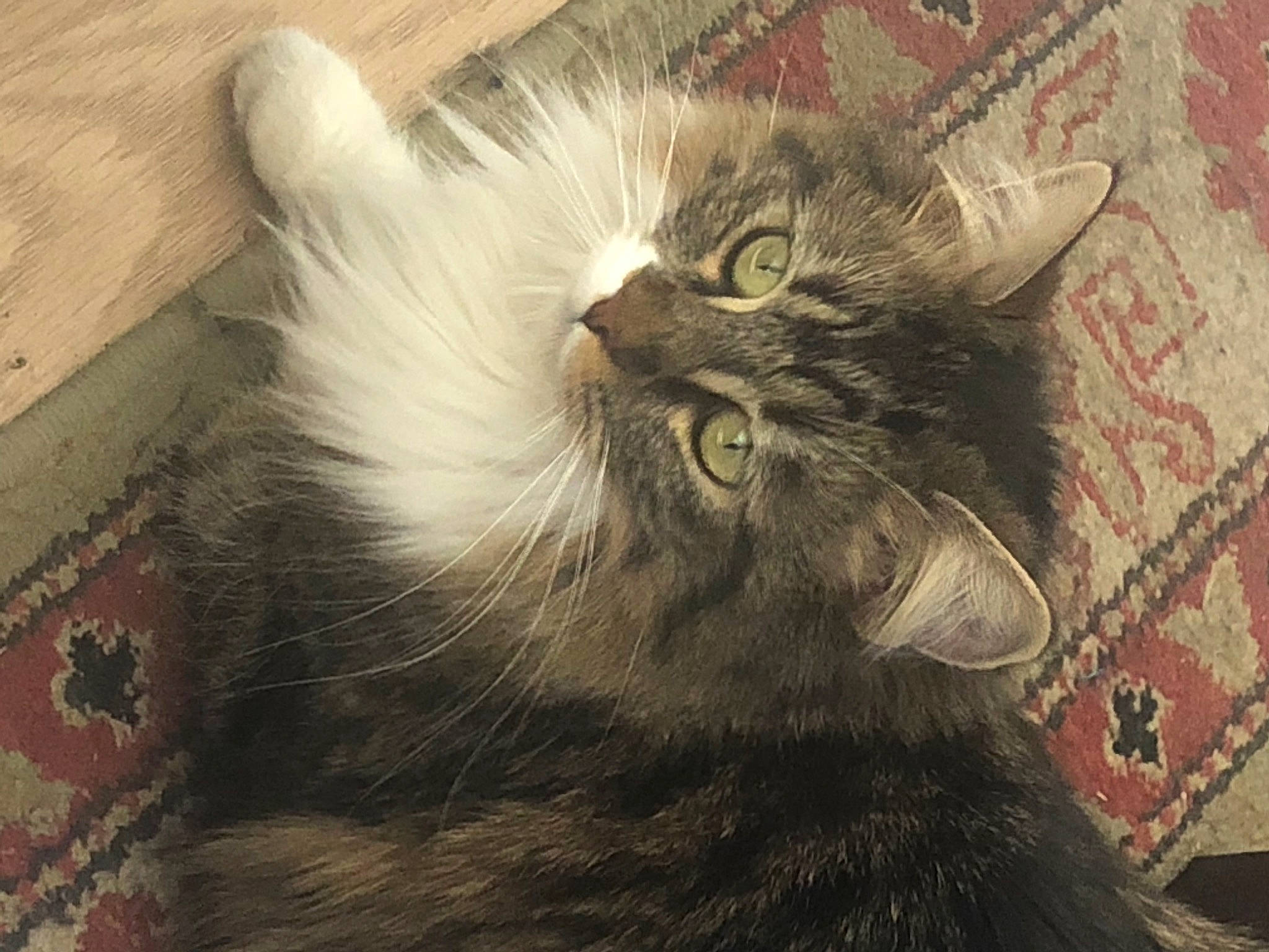 Maya a rejoint le concours — aidez-le/la à gagner de superbes lots ! carnivore, cat, claw, comfort, domestic_short_haired_cat, eye, felidae, fur, grey, paw, plant, small_to_medium_sized_cats, tail, terrestrial_animal, whiskers