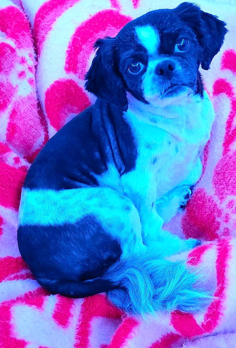 Geegee joined the competition — help win amazing prizes! art, art_paint, blue, carnivore, companion_dog, dog, dog_breed, dog_supply, drawing, electric_blue, fur, magenta, paint, painting, pet_supply, pink, purple, toy_dog, visual_arts, working_animal