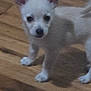 Phoenix joined the competition — help win amazing prizes! puppy, dog, white, small, cute, floor, wooden_floor, pet, animal, indoor, standing, young, fur, ears, black_nose, four_legs, adorable, companion, canine, domestic