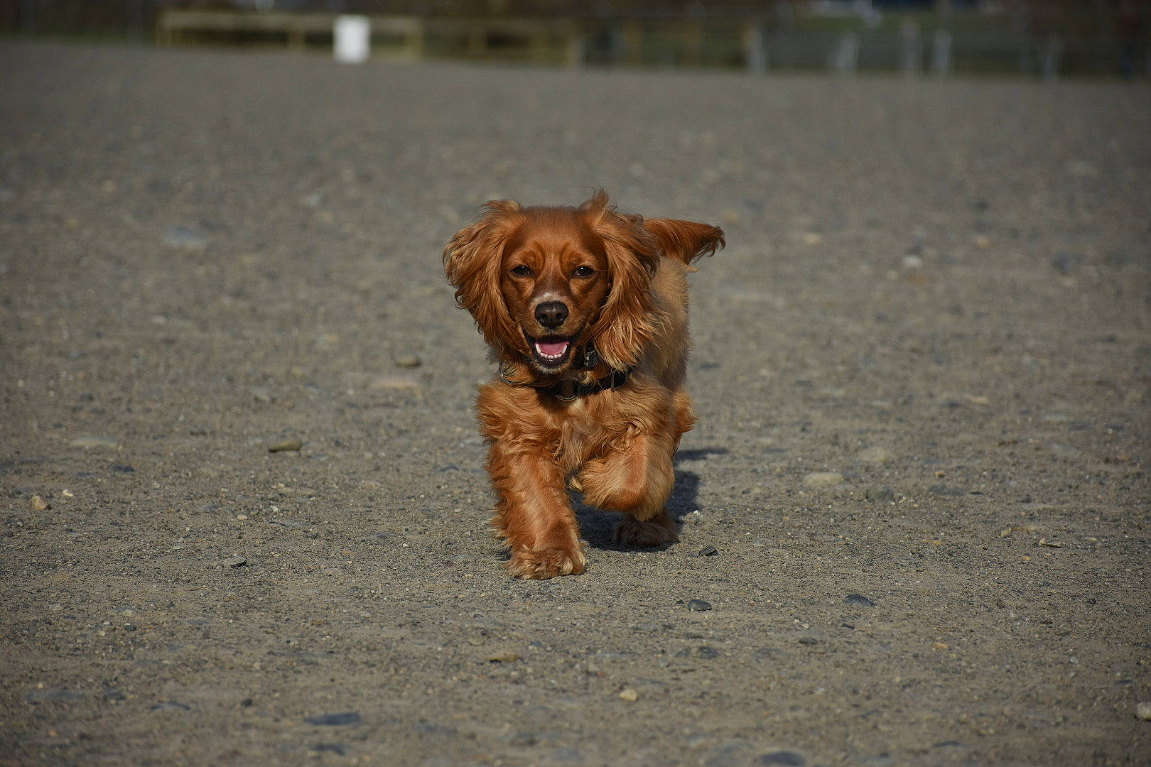 Louie joined the competition — help win amazing prizes! american_cocker_spaniel, canidae, carnivore, cavapoo, companion_dog, dog, dog_breed, english_cocker_spaniel, fawn, mammal, norfolk_terrier, rare_breed_dog, snout, spaniel, sporting_group, street_dog, sussex_spaniel, vertebrate