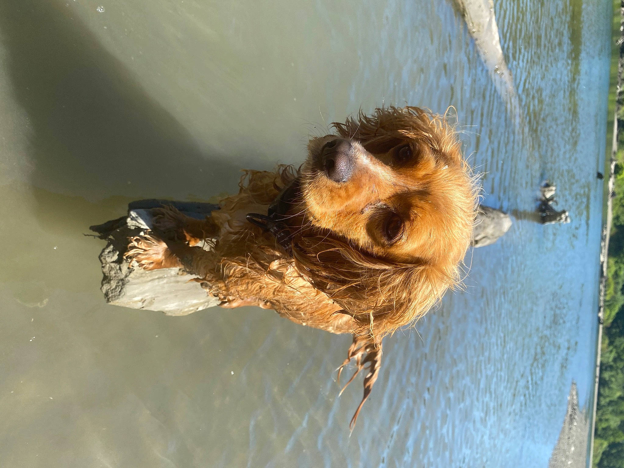 Louie joined the competition — help win amazing prizes! border_terrier, canidae, carnivore, dog_breed, norwich_terrier, organism, snout