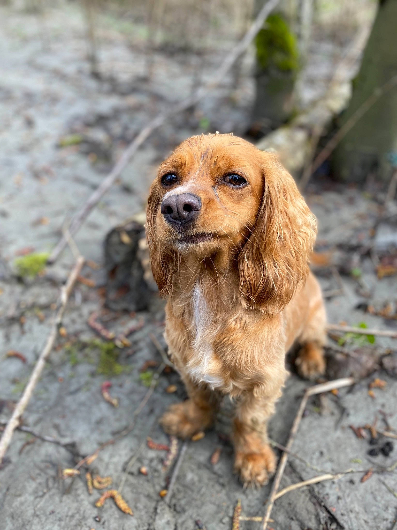 Louie is registered to the contest to win money with this photo: american_cocker_spaniel, basset_fauve_de_bretagne, canidae, carnivore, cocker_spaniel, companion_dog, dog, dog_breed, english_cocker_spaniel, fawn, german_spaniel, mammal, rare_breed_dog, russian_spaniel, snout, spaniel, sporting_group, sussex_spaniel, vertebrate