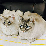 Jackie is registered to the contest to win money with this photo: cat, cats, blue_eyes, fluffy, feline, pet, animal, indoor, resting, towel, striped_towel, white_towel, yellow_stripes, closeup, portrait, two_cats, sitting, leather_surface, domestic_cat, cute