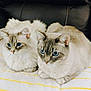 cat, cats, blue_eyes, fluffy, feline, pet, animal, indoor, resting, towel, striped_towel, white_towel, yellow_stripes, closeup, portrait, two_cats, sitting, leather_surface, domestic_cat, cute