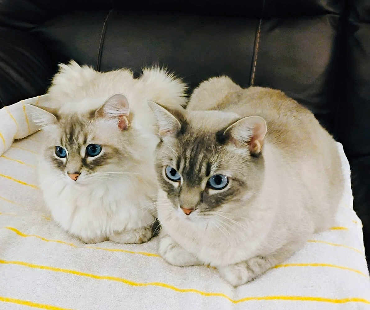Jackie is registered to the contest to win money with this photo: cat, cats, blue_eyes, fluffy, feline, pet, animal, indoor, resting, towel, striped_towel, white_towel, yellow_stripes, closeup, portrait, two_cats, sitting, leather_surface, domestic_cat, cute