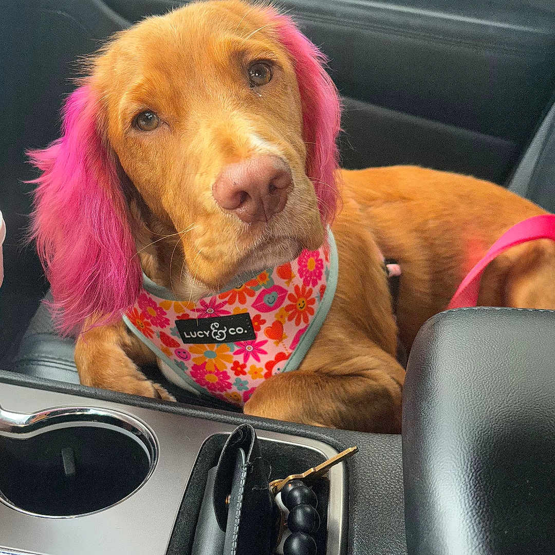 Ellie Mae is registered to the contest to win money with this photo: accessories, alloywheel, animal, bag, canine, car, carwheel, cushion, dog, goldenretriever, homedecor, hound, machine, pet, puppy, spoke, tire, transportation, vehicle, wheel