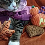Bean is registered to the contest to win money with this photo: cat, tabby, purple_cape, plush_leaf, plush_pumpkin, orange_blanket, pet, cute, cozy, autumn, fall, costume, indoor, whiskers, paw, striped, relaxed, toy, fabric, closeup
