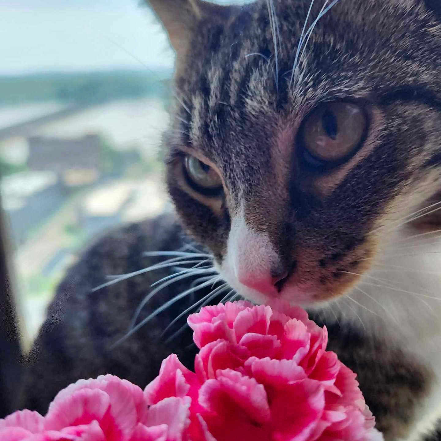 Bean is registered to the contest to win money with this photo: animal, background, cat, close_up, curious, cute, feline, flower, green, indoor, nature, nose, pet, pink_flower, plant, sniffing, soft_focus, tabby, whiskers, white