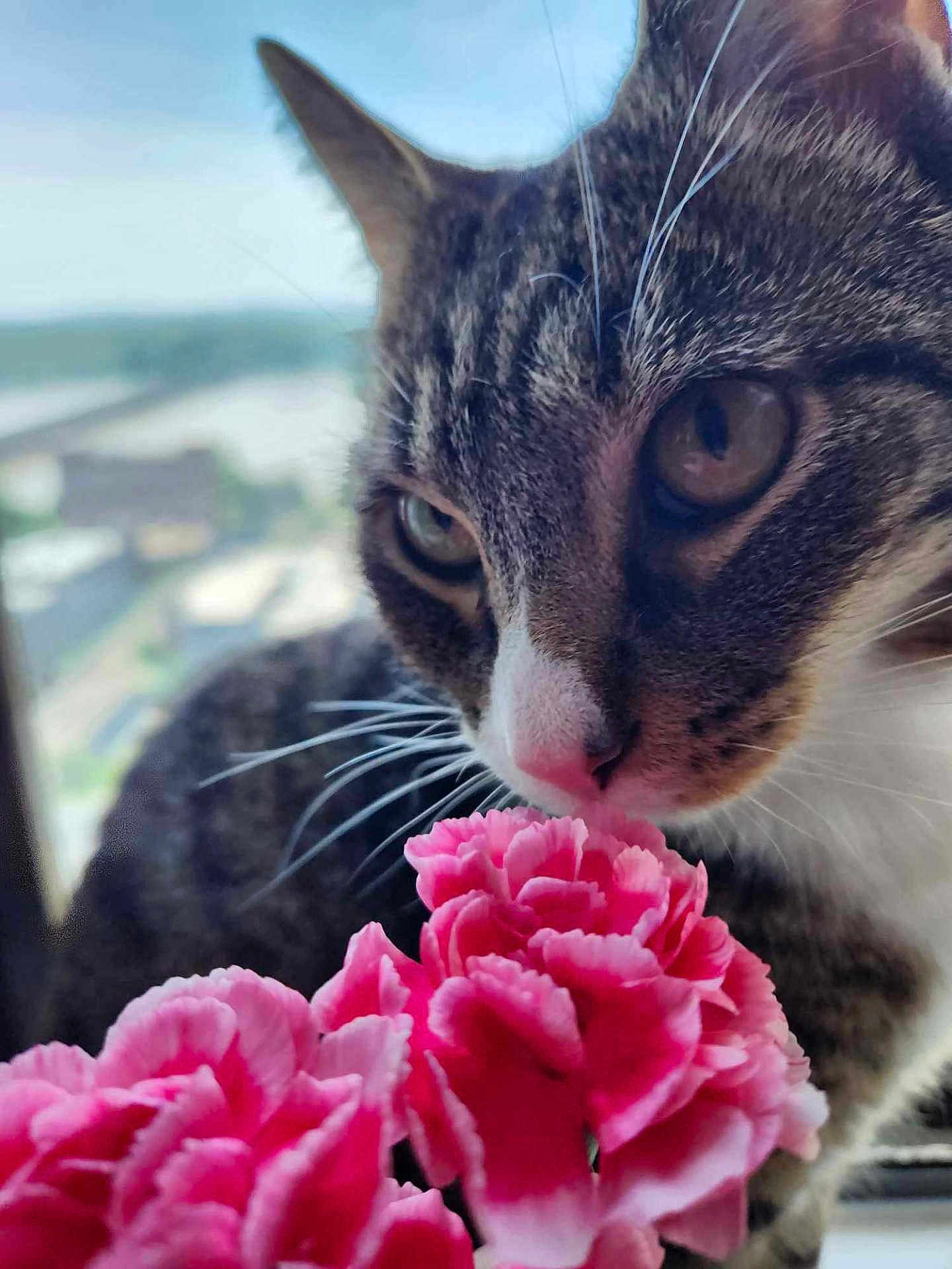 Bean is registered to the contest to win money with this photo: cat, tabby, flower, pink_flower, close_up, whiskers, pet, animal, nature, indoor, curious, sniffing, soft_focus, background, green, white, cute, feline, nose, plant