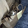 Bean is registered to the contest to win money with this photo: cat, brown_paper_bag, curious, wide_eyes, indoor, carpet, furniture, couch, floor, pet, animal, playful, whiskers, ears, head, home, domestic, paws_hidden, torn_bag, curiosity