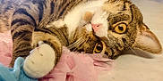 Bean joined the competition — help win amazing prizes! cat, tabby, paw, pink_fabric, blue_object, curious, amber_eyes, whiskers, indoor, resting, fur, playful, closeup, pet, animal, cute, soft_texture, marble_surface, relaxed, household