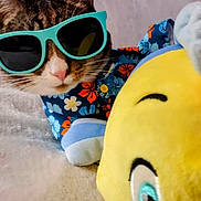 Bean is registered to the contest to win money with this photo: cat, sunglasses, plush_toy, yellow, blue, floral_shirt, pet, cute, indoor, closeup, animal, feline, funny, colorful, soft_toy, portrait, accessory, relaxed, cozy, whiskers