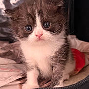 Biscotte participe au concours pour gagner de l'argent avec cette photo : kitten, cat, fluffy, cute, pet, animal, feline, young, small, whiskers, pink_nose, indoor, soft, fur, closeup, sitting, eyes, adorable, portrait, domestic_cat