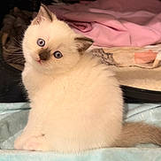 Bella participe au concours pour gagner de l'argent avec cette photo : kitten, cat, blue_eyes, fluffy, white_fur, pointed_ears, whiskers, tail, sitting, tilted_head, bed, blanket, pink_blanket, open_bag, zipper, indoor, pet, portrait, cute, domestic_cat