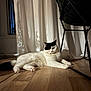 animal, black_patch, cat, chair, curtain, cute, domestic, feline, floor, fur, home, indoor, paw, pet, portrait, quiet, relaxed, resting, white_cat, wooden_floor