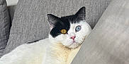 Vroum participe au concours pour gagner de l'argent avec cette photo : animal, black_and_white, cat, couch, cozy, cute, feline, fur, heterochromia, home, indoor, one_eye_amber, one_eye_blue, pet, pillow, pink_nose, portrait, relaxed, resting, whiskers