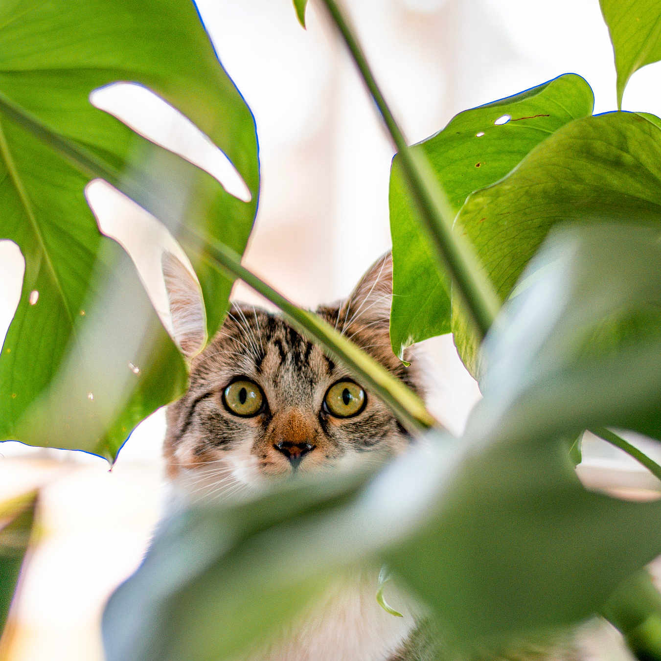 Candace Marie is registered to the contest to win money with this photo: adventure, animal, cat, closeup, curious, cute, eyes, foliage, green_leaves, hiding, home, indoor, leaf, mammal, nature, peeking, pets, plants, tabby, whiskers