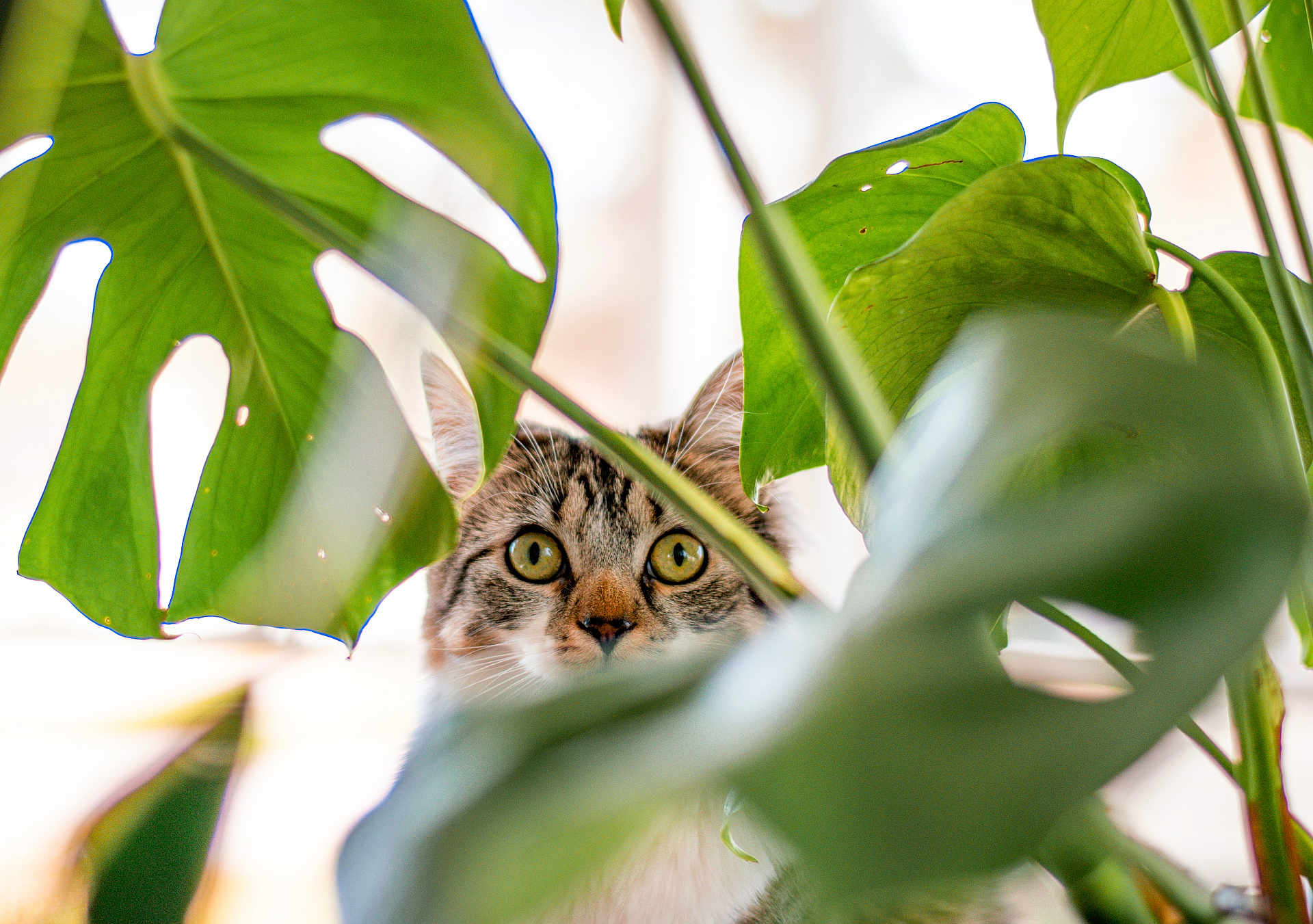 Candace Marie is registered to the contest to win money with this photo: cat, tabby, green_leaves, plants, curious, peeking, indoor, closeup, nature, eyes, whiskers, foliage, pets, mammal, animal, adventure, hiding, leaf, home, cute