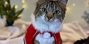 Candace Marie is registered to the contest to win money with this photo: cat, tabby, pet, animal, feline, costume, red_cape, pom_pom, blanket, indoor, holiday_lights, bokeh, soft_texture, cute, fur, whiskers, green_eyes, sitting, decor, festive