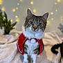 cat, tabby, pet, animal, feline, costume, red_cape, pom_pom, blanket, indoor, holiday_lights, bokeh, soft_texture, cute, fur, whiskers, green_eyes, sitting, decor, festive