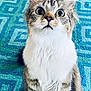 Candace Marie joined the competition — help win amazing prizes! cat, fluffy, wide_eyes, curious, sitting, carpet, blue_carpet, tabby, white_fur, whiskers, indoor, pet, animal, feline, close_up, looking_up, soft_fur, cute, domestic_cat, alert