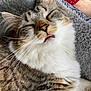 Candace Marie joined the competition — help win amazing prizes! cat, tabby, sleeping, tongue_out, fluffy, close_up, pet, cozy, blanket, indoor, relaxed, whiskers, fur, cute, resting, animal, soft, comfort, face, ears