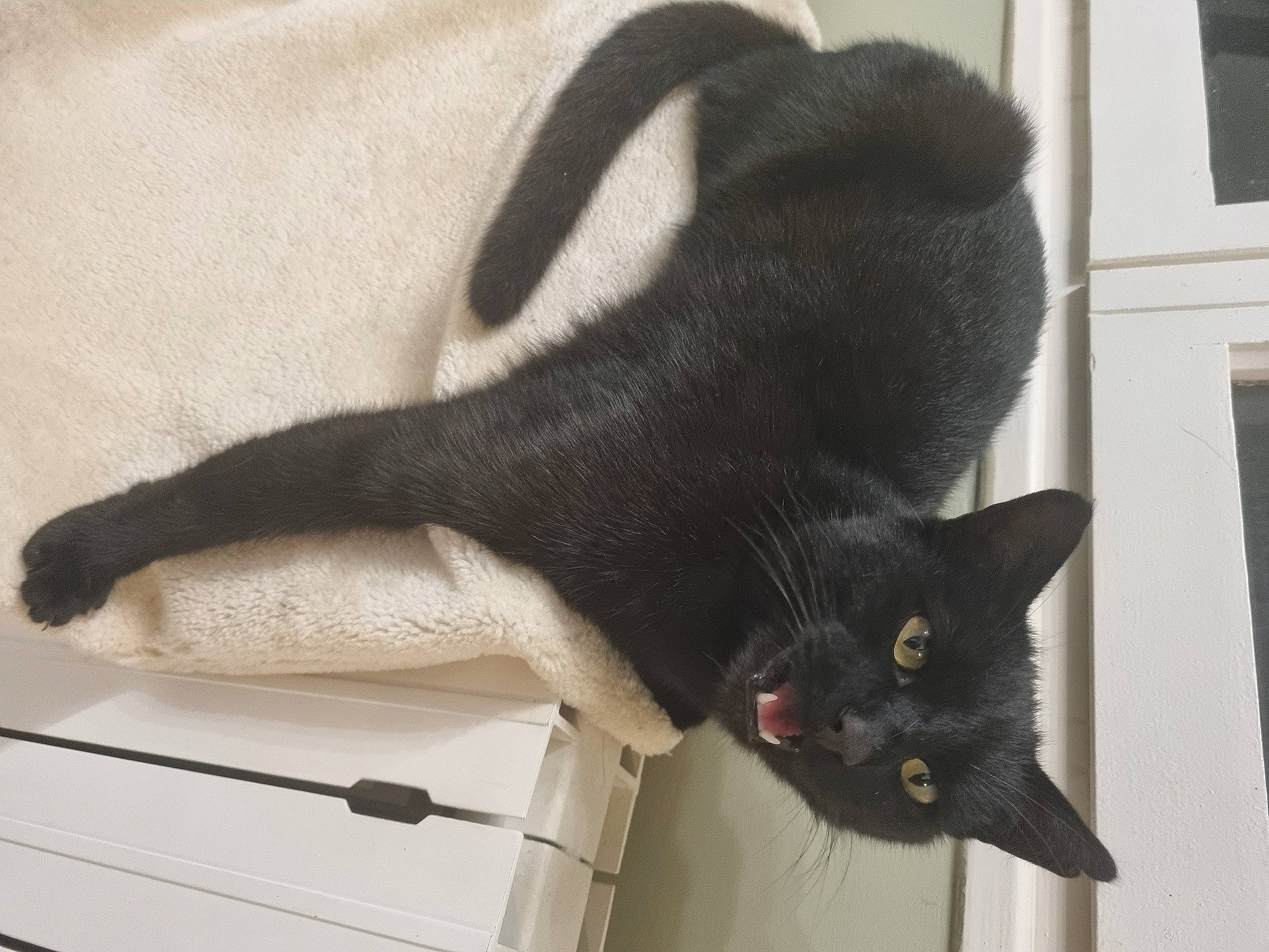 Lucifer participe au concours pour gagner de l'argent avec cette photo : black_cat, bombay, carnivore, cat, claw, domestic_short_haired_cat, felidae, fur, paw, small_to_medium_sized_cats, snout, tail, terrestrial_animal, whiskers