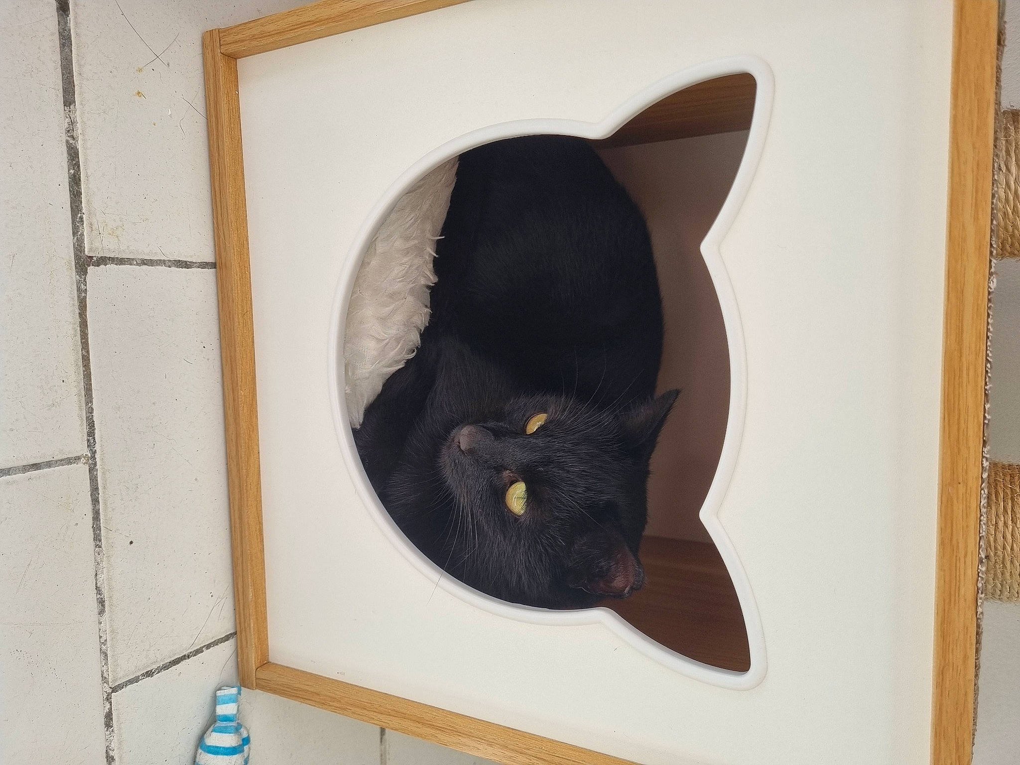 Lucifer a rejoint le concours — aidez-le/la à gagner de superbes lots ! art, black_cat, bombay, bottle, carnivore, cat, costume_hat, domestic_short_haired_cat, fashion_accessory, fedora, felidae, fur, headgear, room, small_to_medium_sized_cats, snout, tail, water_bottle, whiskers, wood