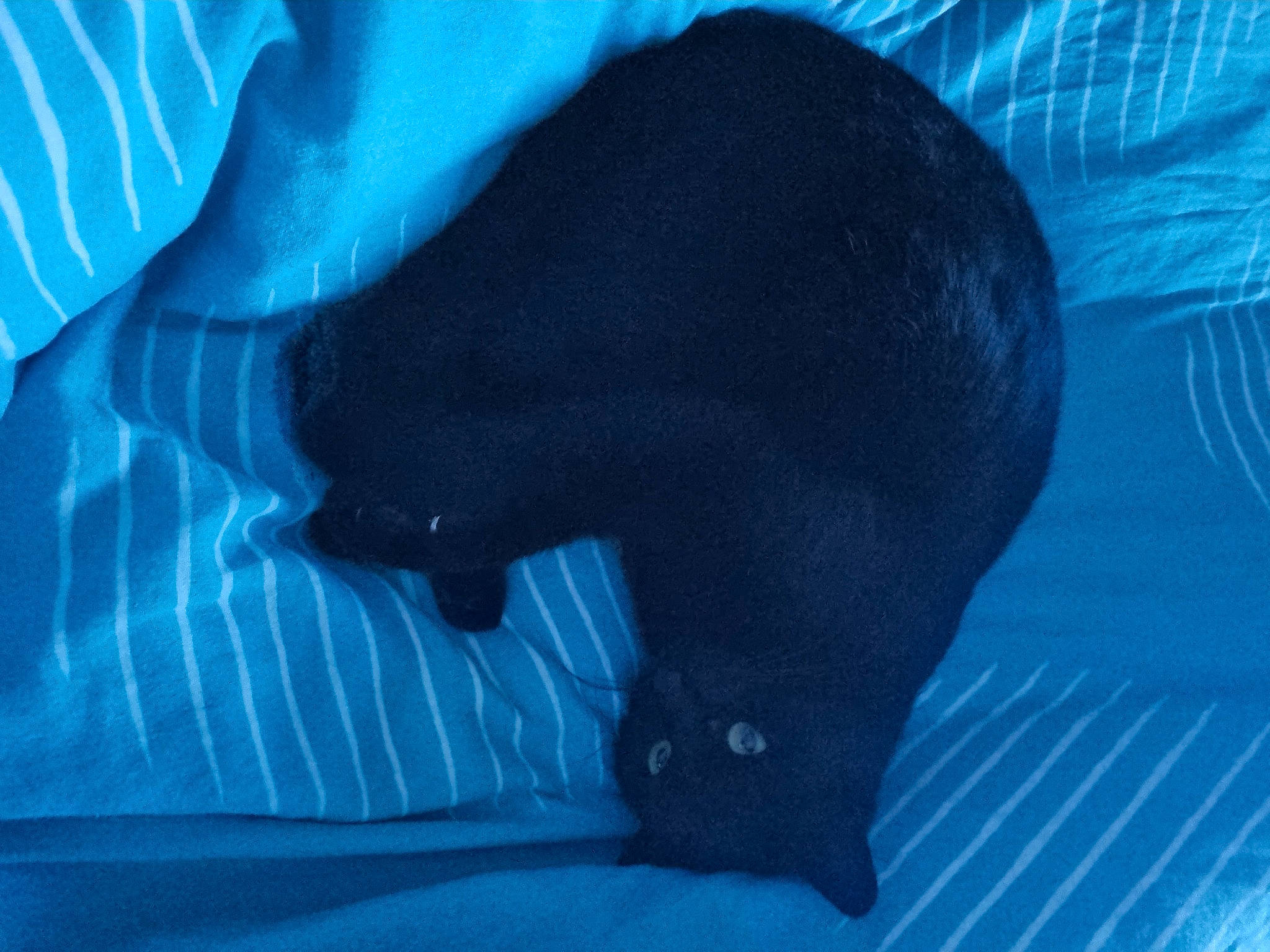 Lucifer participe au concours pour gagner de l'argent avec cette photo : azure, black_cat, canidae, carnivore, cat, cat_supply, comfort, electric_blue, felidae, fur, grey, linens, russian_blue, small_to_medium_sized_cats, snout, sporting_group, tail, terrestrial_animal, tints_and_shades, whiskers