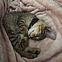 animal, blanket, cat, collar, cozy, cute, ears, feline, fur, indoor, kitten, paw, pet, relaxing, resting, sleeping, soft, tabby, whiskers, young