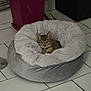 kitten, cat, pet_bed, gray, fluffy, indoor, floor_tiles, plant_pot, tabby, curious, looking, cozy, young_cat, resting, animal, domestic_cat, feline, collar, cute, small