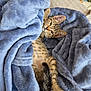 animal, blanket, blue_blanket, cat, comfort, cozy, cute, domestic_cat, fur, fur_pattern, home, indoor, kitten, lying_down, paw, pet, relaxed, resting, soft_texture, tail