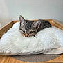animal, cat, cat_tree, comfortable, cozy, cushion, cute, ears, eyes, face, fluffy, fur, indoor, kitten, pet, relaxed, resting, small, tabby, wooden