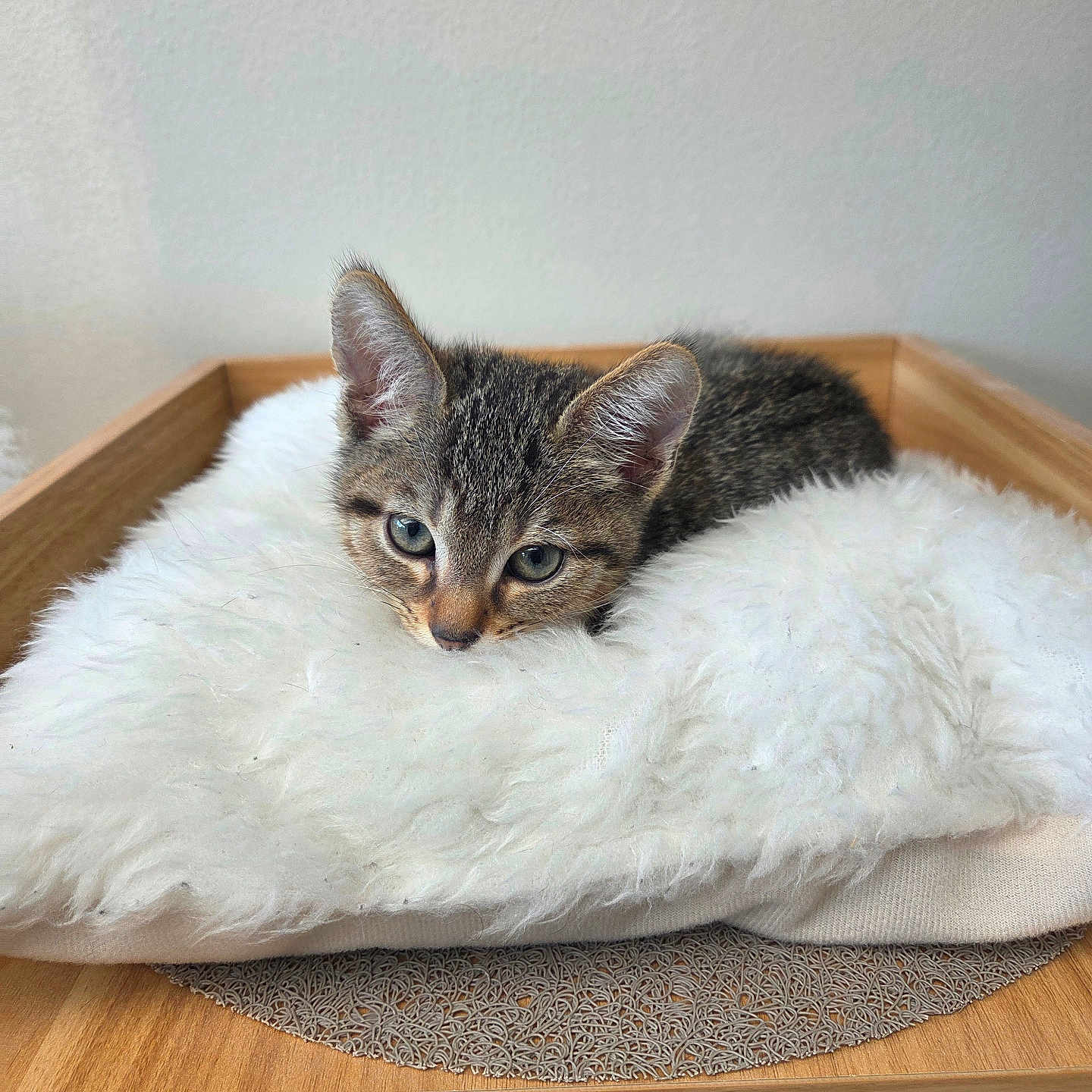 Astro participe au concours pour gagner de l'argent avec cette photo : animal, cat, cat_tree, comfortable, cozy, cushion, cute, ears, eyes, face, fluffy, fur, indoor, kitten, pet, relaxed, resting, small, tabby, wooden