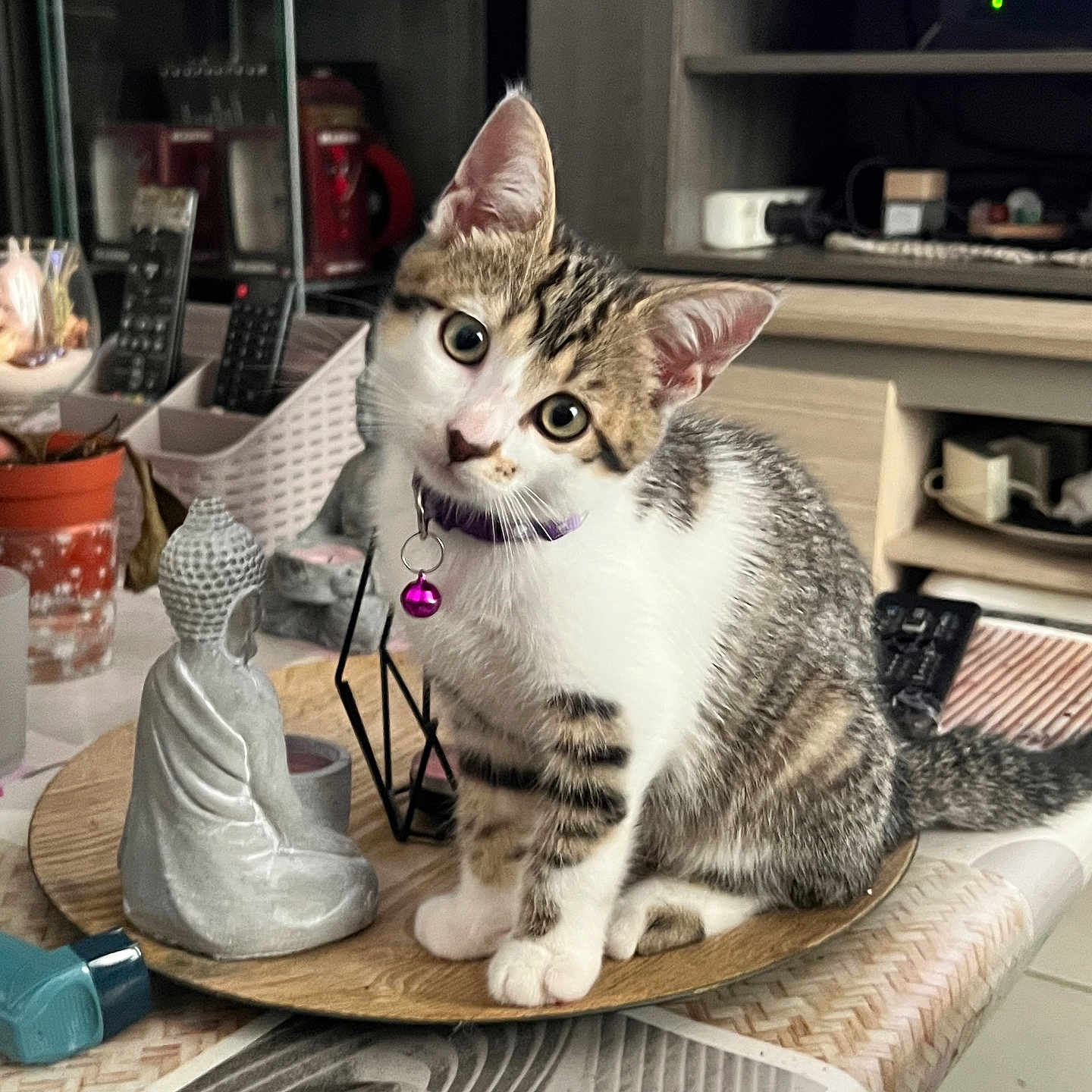 Athena participe au concours pour gagner de l'argent avec cette photo : bell, buddha_statue, cat, collar, curious, cute, decor, domestic, furniture, head_tilt, home, indoor, kitten, living_room, pet, remote_controls, sitting, table, wooden_tray, young_animal