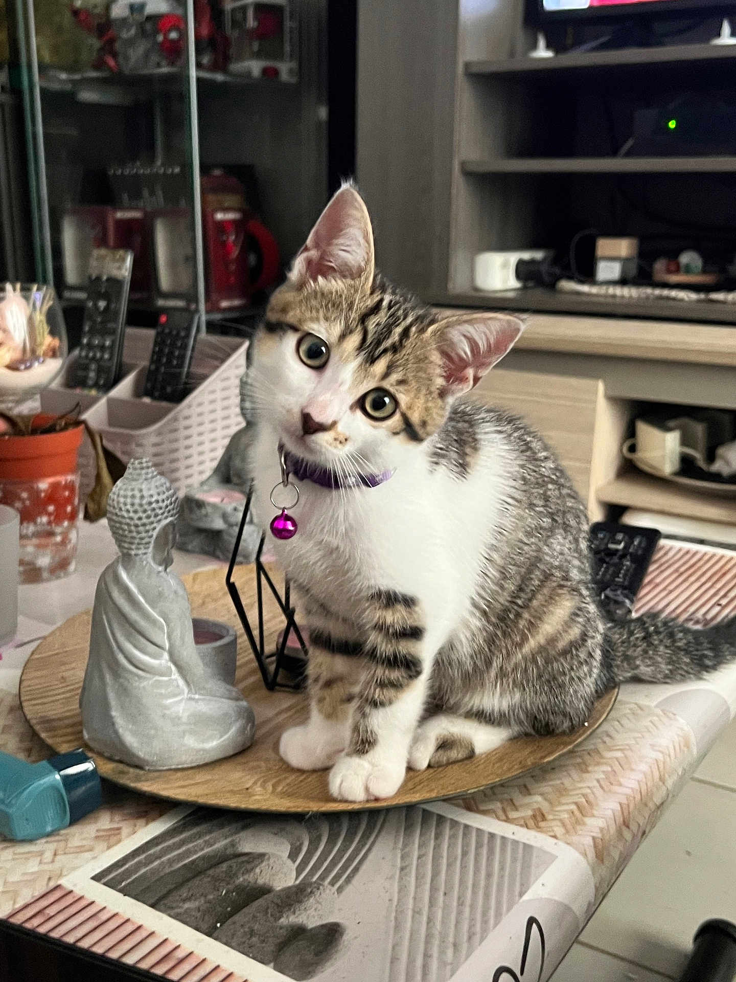 Athena participe au concours pour gagner de l'argent avec cette photo : kitten, cat, pet, collar, bell, wooden_tray, buddha_statue, table, remote_controls, living_room, indoor, curious, sitting, head_tilt, furniture, decor, home, domestic, cute, young_animal