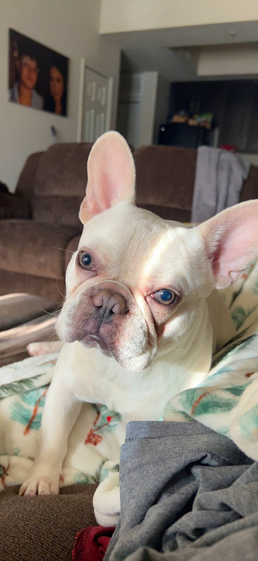 Bolt joined the competition — help win amazing prizes! bulldog, canidae, carnivore, comfort, companion_dog, couch, dog, dog_breed, ear, eye, fawn, head, non_sporting_group, pink, snout, terrestrial_animal, toy_dog, whiskers, working_animal, wrinkle