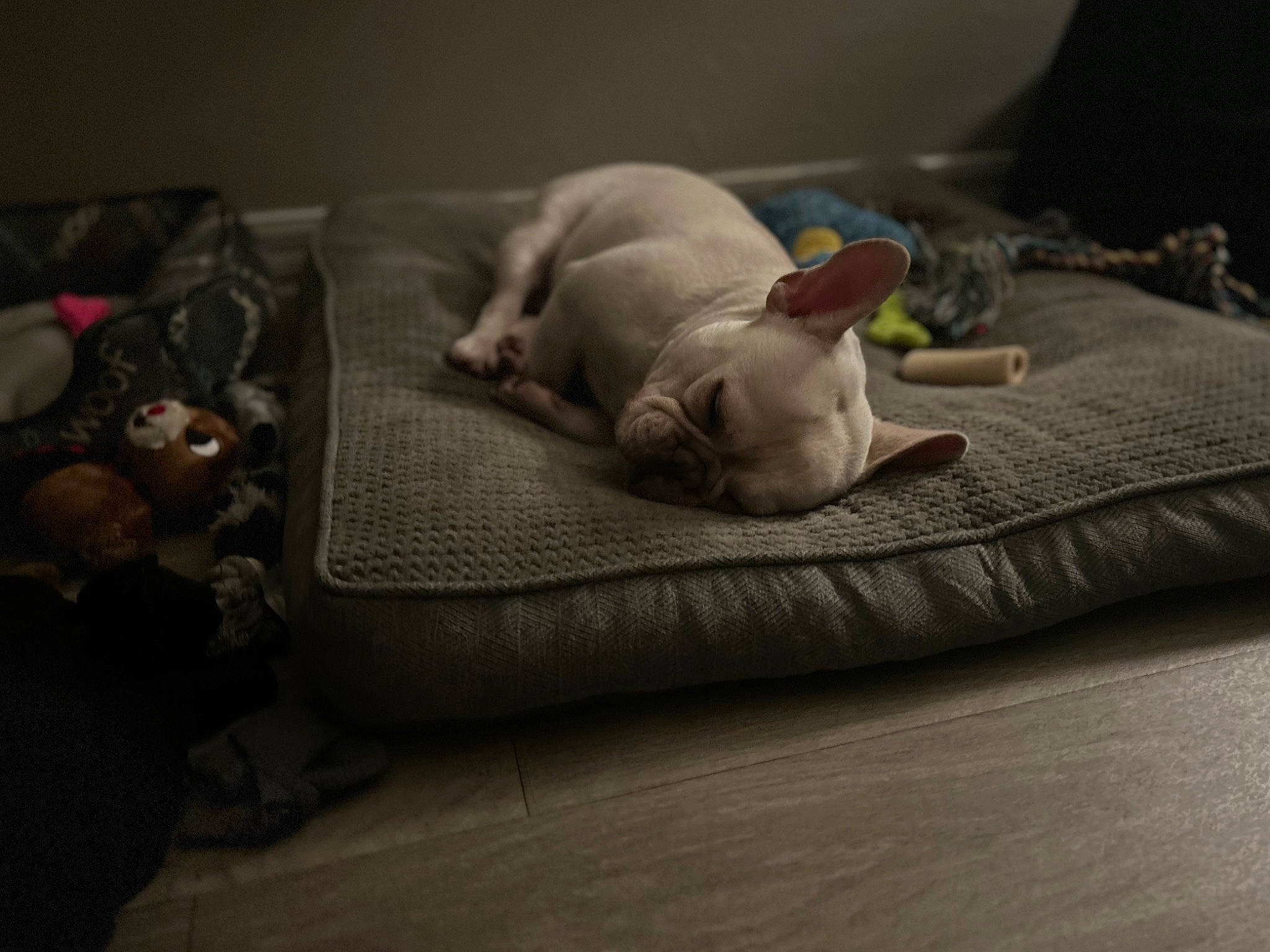 Bolt joined the competition — help win amazing prizes! canidae, carnivore, comfort, companion_dog, dog, dog_breed, fawn, felidae, flooring, grey, hardwood, linens, nap, small_to_medium_sized_cats, snout, sporting_group, tail, toy_dog, whiskers, wood