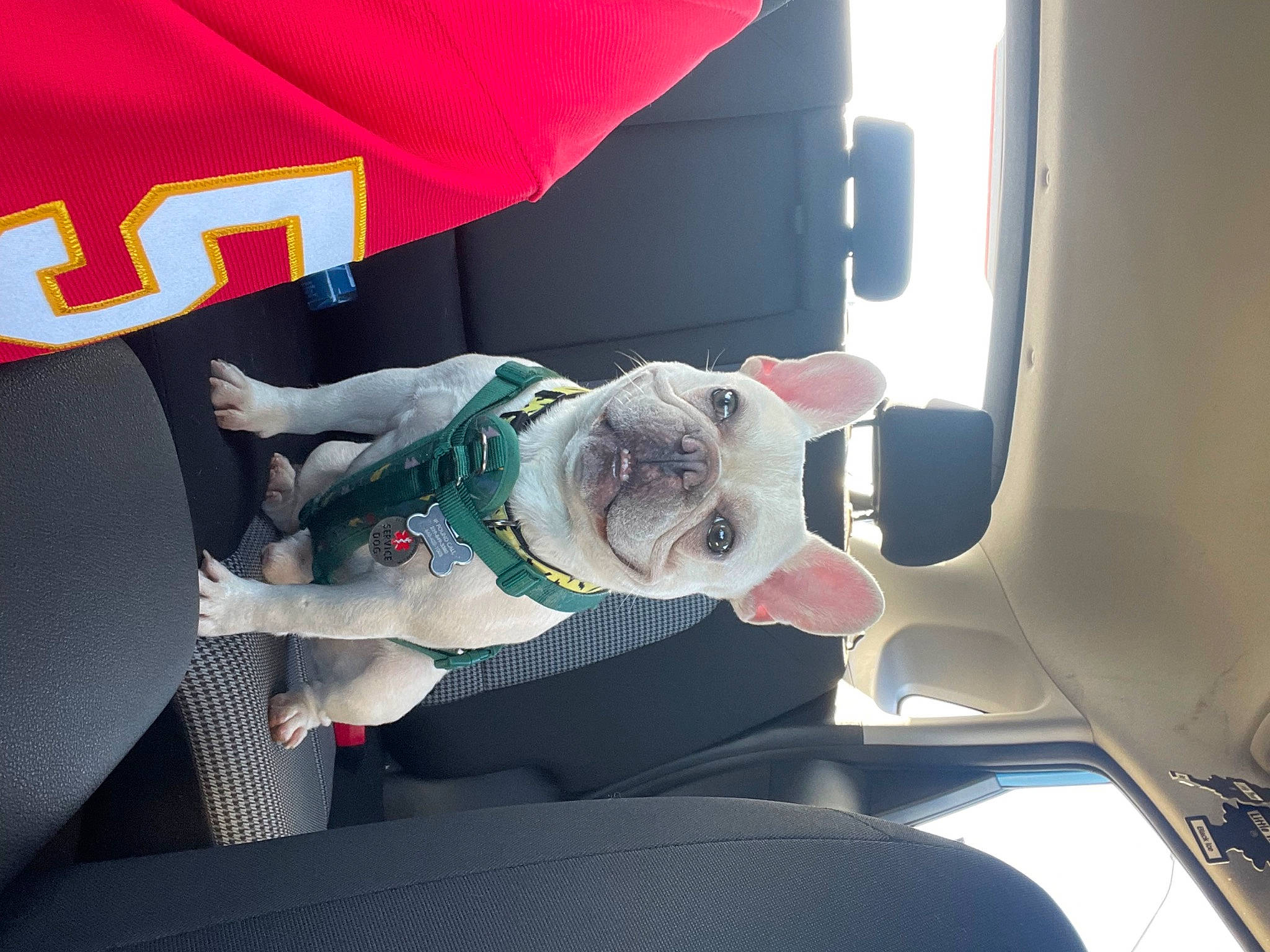 Bolt is registered to the contest to win money with this photo: auto_part, automotive_design, automotive_exterior, automotive_window_part, car, car_seat, car_seat_cover, carmine, carnivore, comfort, companion_dog, dog, family_car, head_restraint, motor_vehicle, toy, trunk, vehicle, vehicle_door, windshield