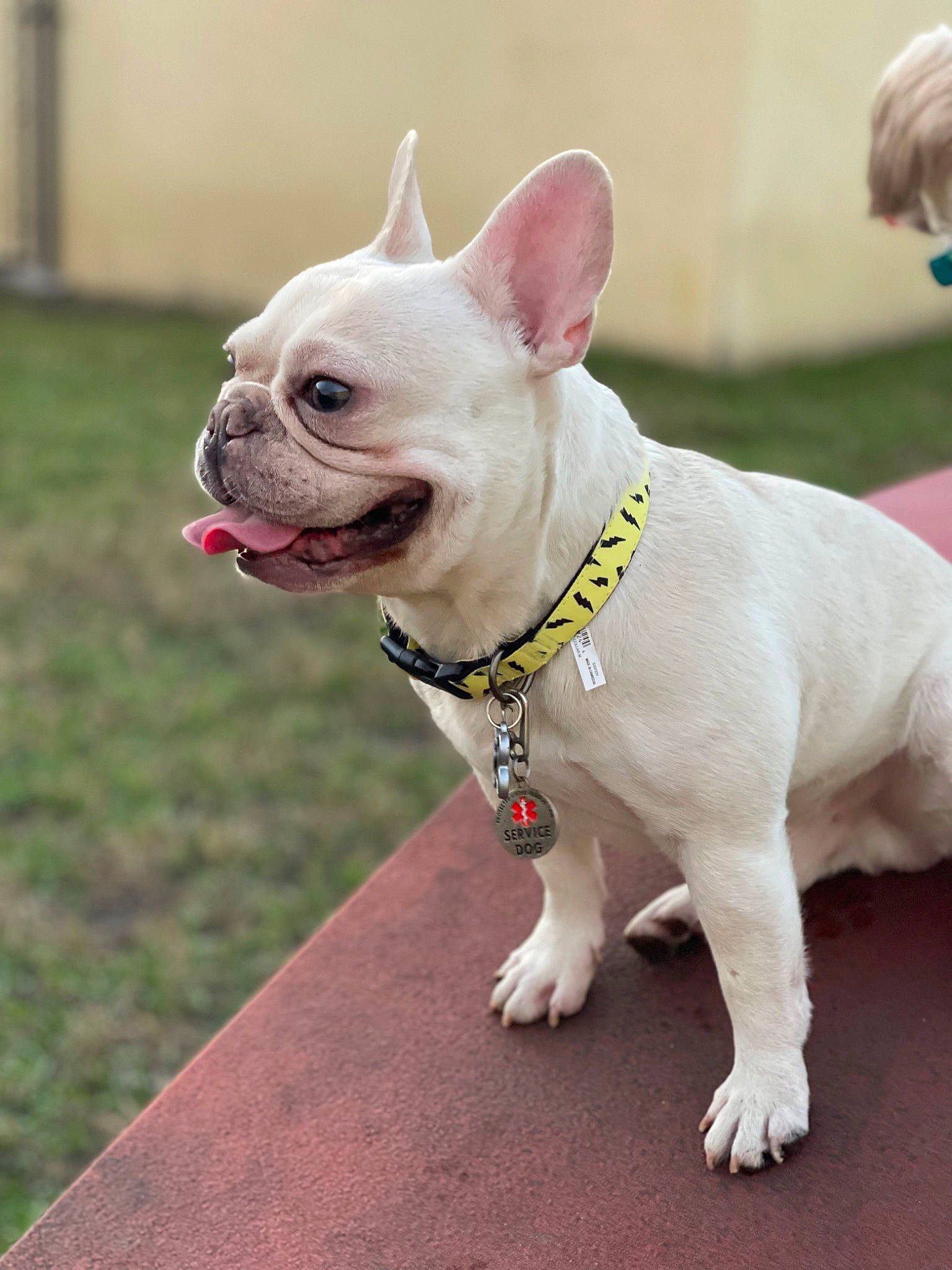 Bolt is registered to the contest to win money with this photo: bulldog, canidae, carnivore, collar, companion_dog, dog, dog_breed, dog_collar, dog_supply, ear, fashion_accessory, fawn, grass, leash, pet_supply, pink, snout, sporting_group, toy_dog, working_animal
