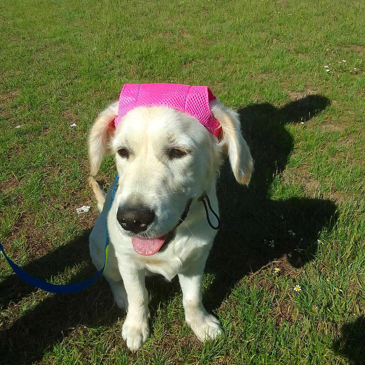 Nina participe au concours pour gagner de l'argent avec cette photo : accessories, animal, ball, canine, dog, football, grass, hound, lawn, nature, outdoors, park, pet, plant, puppy, soccer, sport, strap, tennis, tennisball