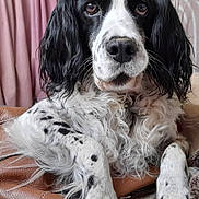 Angie a rejoint le concours — aidez-le/la à gagner de superbes lots ! dog, black_and_white, long_ears, leather_bag, curtains, indoor, pet, relaxed, close_up, fur, spotted, mammal, animal, portrait, home, cozy, laying, looking_at_camera, whiskers, soft_light