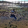 Angie participe au concours pour gagner de l'argent avec cette photo : animal, beach, clear_sky, coastline, daytime, dog, landscape, low_tide, nature, outdoor, pier, rocky_shore, scenic, seaweed, shadow, shore, sunlight, water, wet_stones, wooden_structure