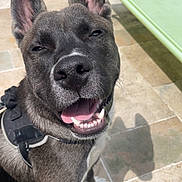 Thanos a rejoint le concours — aidez-le/la à gagner de superbes lots ! animal, canine, closeup, collar, daytime, dog, ears, friendly, happy, leash, outdoor, pavement, pet, relaxing, shadow, sitting, smiling, sunlight, tongue, tongue_out