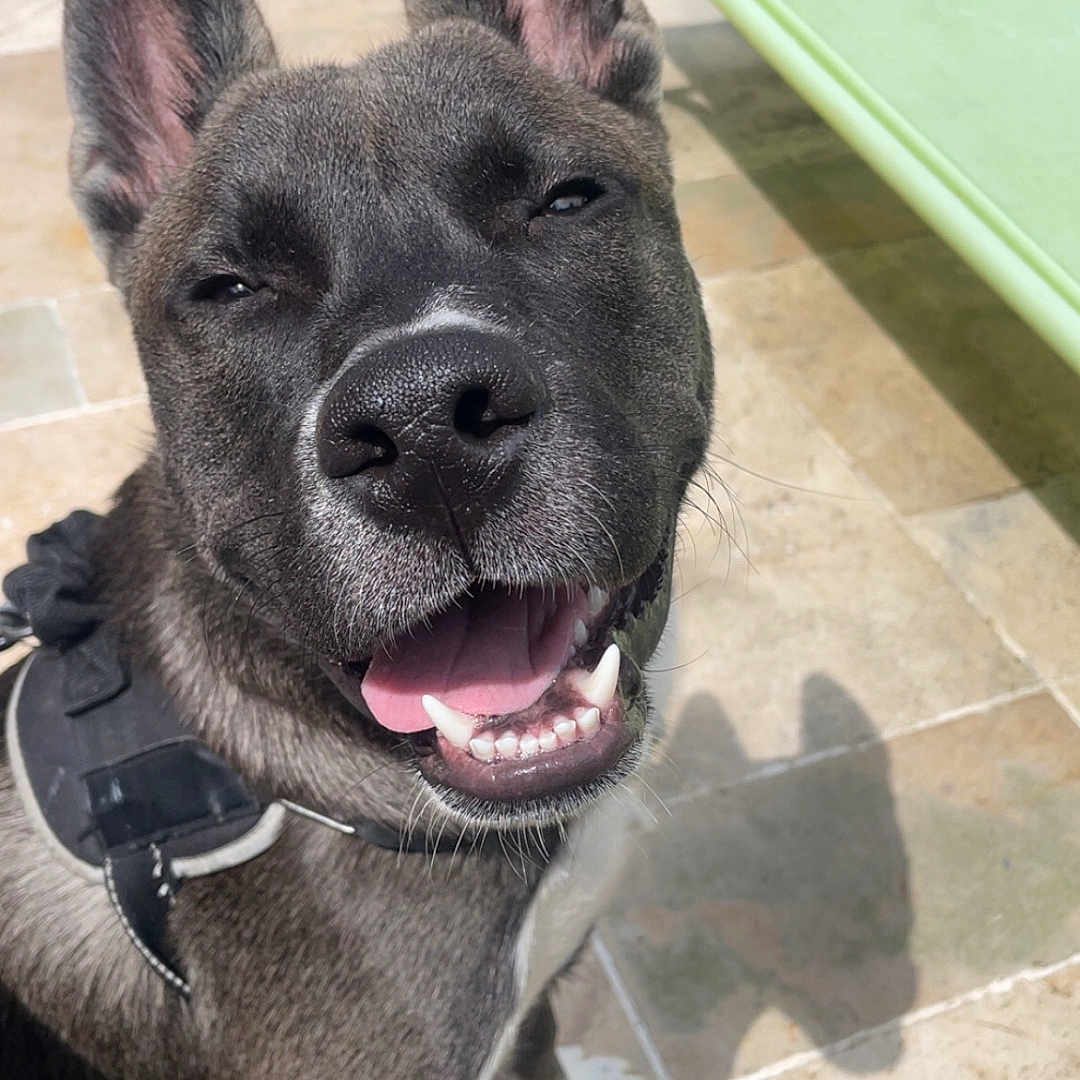 Thanos a rejoint le concours — aidez-le/la à gagner de superbes lots ! animal, canine, closeup, collar, daytime, dog, ears, friendly, happy, leash, outdoor, pavement, pet, relaxing, shadow, sitting, smiling, sunlight, tongue, tongue_out