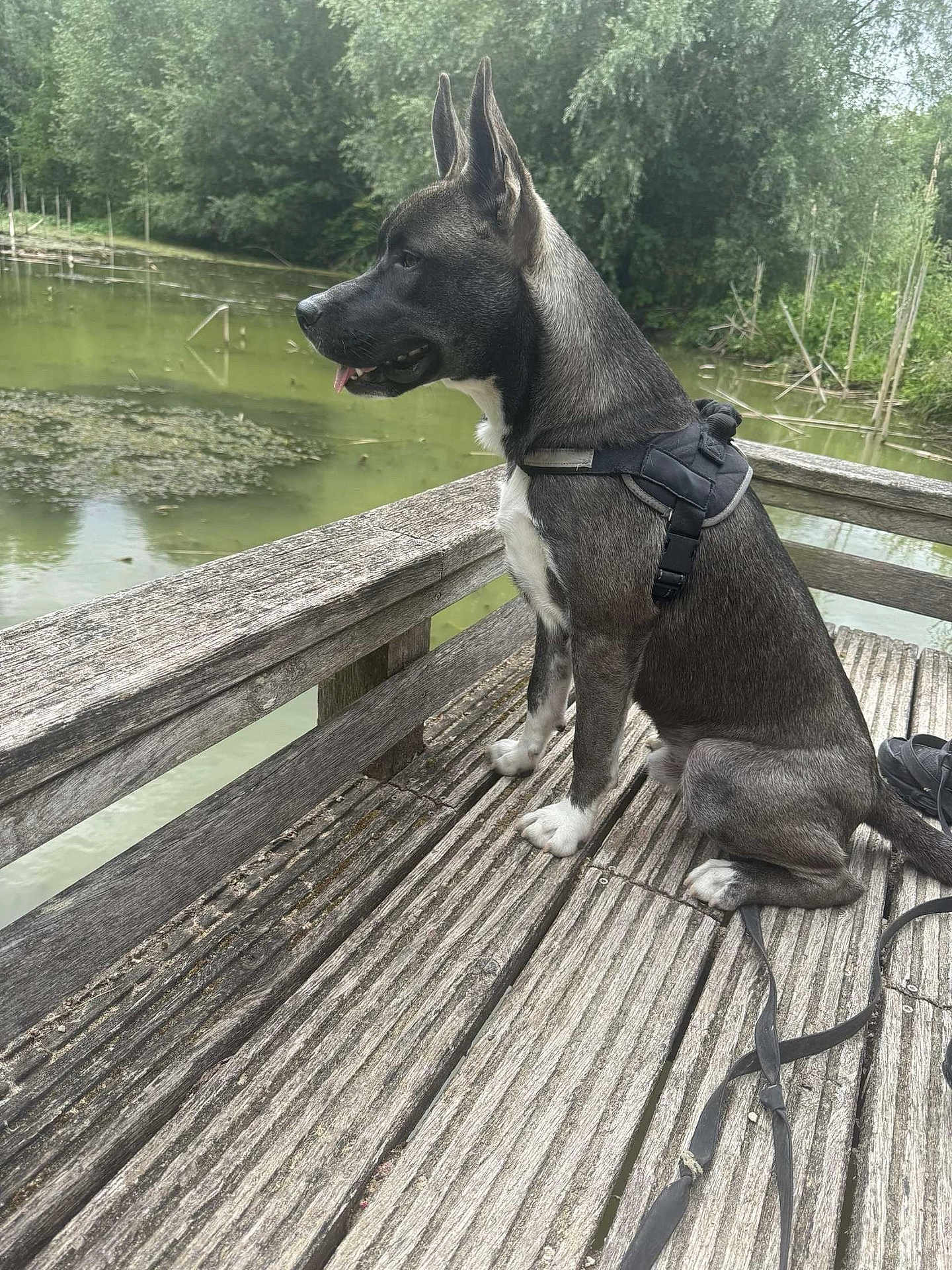 Thanos participe au concours pour gagner de l'argent avec cette photo : dog, harness, wooden_dock, pond, water, trees, nature, outdoor, animal, pet, sitting, leash, greenery, calm, daylight, side_view, fur, quiet, peaceful, profile