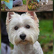 Shippie a rejoint le concours — aidez-le/la à gagner de superbes lots ! woman, dog, west_highland_white_terrier, gardening, gloves, bucket, plants, greenery, outdoor, nature, close_up, portrait, pet, grass, leaves, concrete, casual_clothing, glasses, sitting, curious